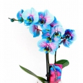 Çiçek Coşturan Özel Orkide Bitki Bakım Besini 600 ML